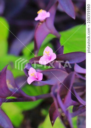 粉紫宮(紫心)花 粉紫宮(紫心)花 108359360
