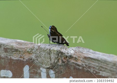 蛺蝶科,蛺蝶科,棲息在森林公園資訊板上 蛺蝶科,蛺蝶科,棲息在森林公園資訊板上 108359492