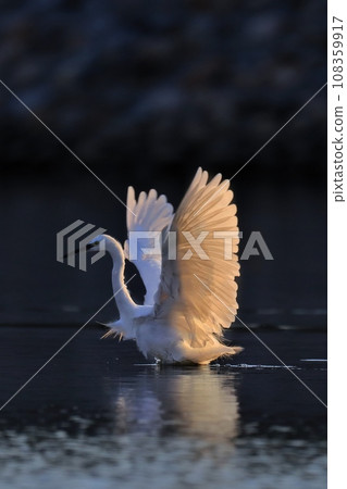 egret 108359917