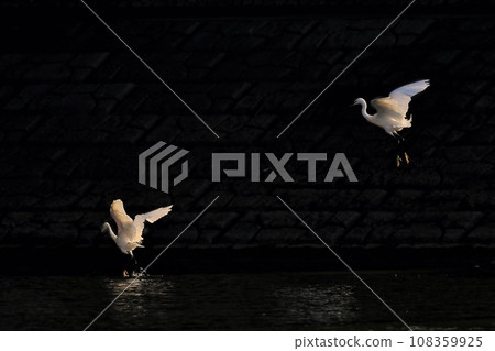 egret 108359925