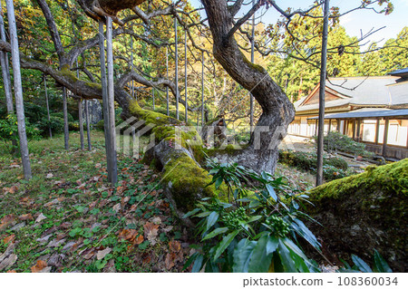 Shogen-in's upside-down oak tree, natural monument, Iwate Prefecture Shogen-in's upside-down oak tree, natural monument, Iwate Prefecture 108360034