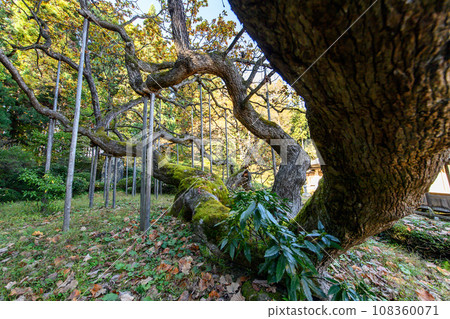 岩手縣正元院的倒橡木,深秋 岩手縣正元院的倒橡木,深秋 108360071