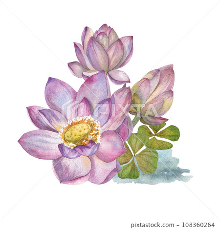 Set of pink lotus flowers and dry flowers painted in watercolor on white background. applied to flower cards, invitation cards, decoration products 108360264