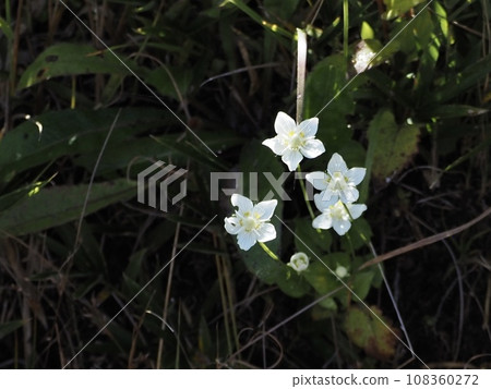 Umebachissau Umebachissau 108360272