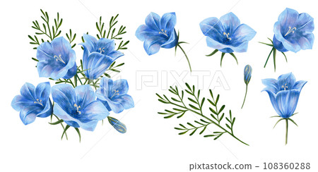 Illustration painted in watercolor. Bluebell flowers set. Isolated on a white background. Application for postcards, invitations Illustration painted in watercolor. Bluebell flowers set. Isolated on a white background. Application for postcards, invitations 108360288