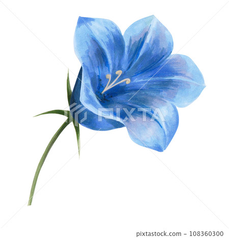 illustration of a bellflower drawn by hand. isolated on a white background. macro scale , large size. blue flower. For the design of postcards, notepads , invitations 108360300