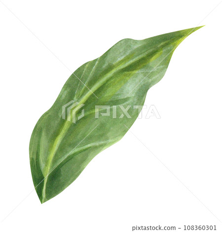 Green leaf hand-painted on a white background. isolated. realistic image. can be used as part of your design or as an independent object 108360301