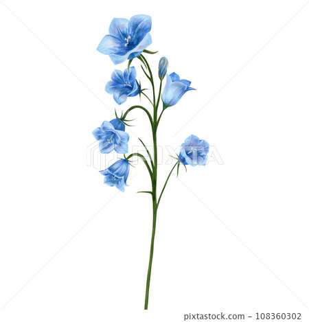 Bouquet with blue flowers, bluebells, young flower buds, Isolated on white background hand drawn. Japanese bell. Application for packaging design, postcards, invitation cards 108360302