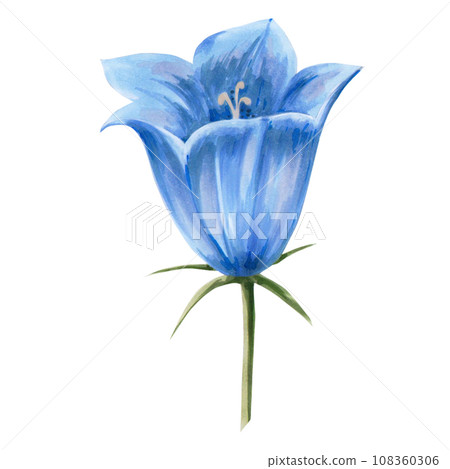 Hand drawn floral watercolor illustration. Closed blue bell bud. Illustration for design, card, background or print isolated on white background 108360306