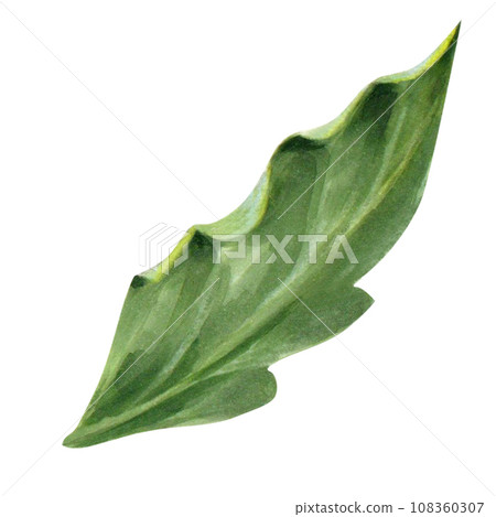 Green leaf hand-painted on a white background. isolated. realistic image. can be used as part of your design or as an independent object Green leaf hand-painted on a white background. isolated. realistic image. can be used as part of your design or as an independent object 108360307