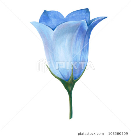 Hand drawn floral watercolor illustration. Closed blue bell bud. Illustration for design, card, background or print isolated on white background 108360309