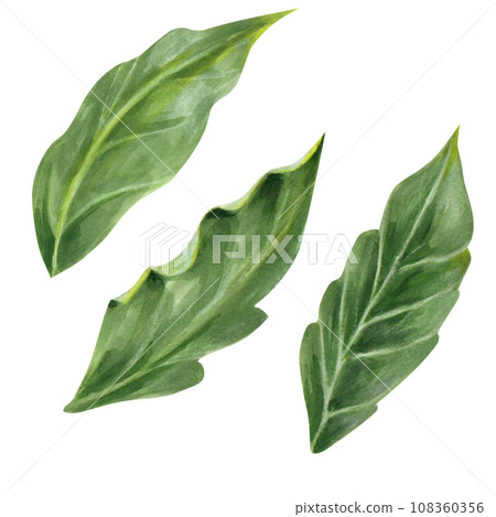 can be used as part of your design or as an independent objectset of hand drawn green leaves isolated on white background. isolated. realistic image. can be used as part of your design or as an independent objectset of hand drawn green leaves isolated on white background. isolated. realistic image. 108360356