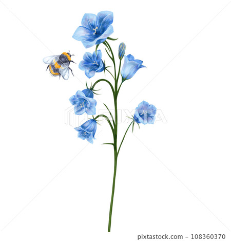 Set of blue bell and bumblebee flowers.Watercolor illustration isolated on white background. floral elements and insect. For your design of postcards, invitations, packaging. 108360370