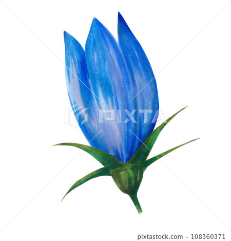 Hand drawn floral watercolor illustration. Closed blue bell bud. Illustration for design, card, background or print isolated on white background 108360371