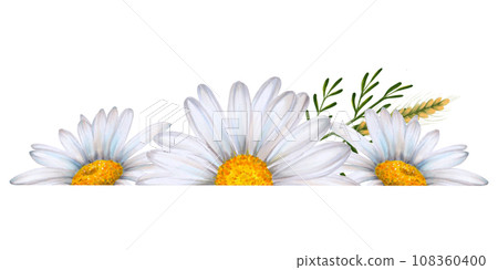 Set of watercolor floral banners, composition of wildflowers and plants drawn on white background. White daisies, green leaves, bumblebee, ears of wheat. To decorate your design, corporate identity Set of watercolor floral banners, composition of wildflowers and plants drawn on white background. White daisies, green leaves, bumblebee, ears of wheat. To decorate your design, corporate identity 108360400