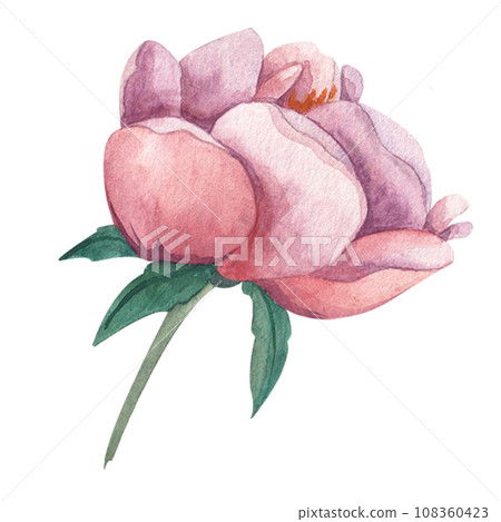watercolor illustration of rose flower, peony. Hand drawn on isolated white background. Flat cartoon illustration. For wedding, invitations, cards watercolor illustration of rose flower, peony. Hand drawn on isolated white background. Flat cartoon illustration. For wedding, invitations, cards 108360423