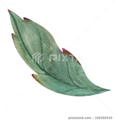illustration of green leaf of tree, flower, plant. Hand-drawn close-up on white background. Application for invitations, cards, posters 108360430