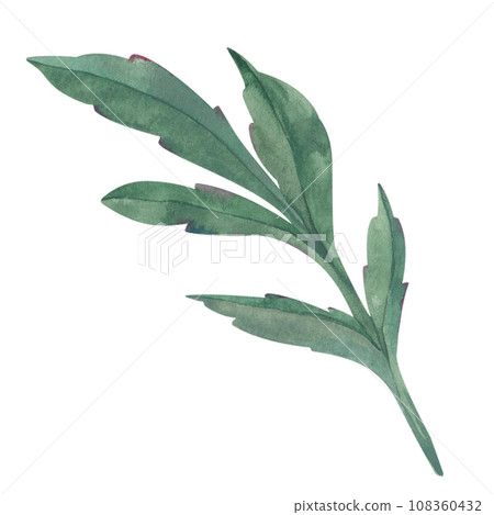 illustration of green leaf of tree, flower, plant. Hand-drawn close-up on white background. Application for invitations, cards, posters illustration of green leaf of tree, flower, plant. Hand-drawn close-up on white background. Application for invitations, cards, posters 108360432