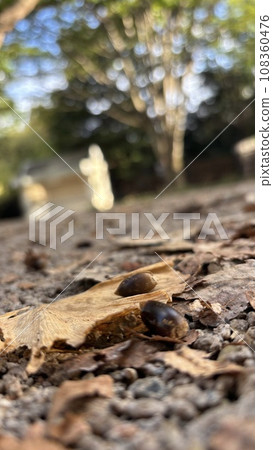 Fallen leaves in the forest Fallen leaves in the forest 108360476