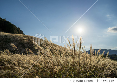 Sengokuhara Susuki grassland scenery Sengokuhara Susuki grassland scenery 108360556
