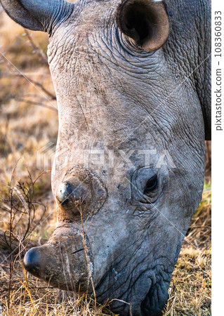 Rhinoceros in a private reserve in Kruger park in South Africa Rhinoceros in a private reserve in Kruger park in South Africa 108360833