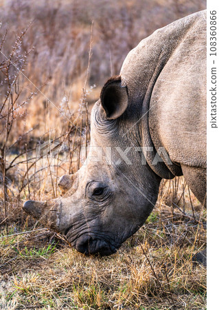 Rhinoceros in a private reserve in Kruger park in South Africa Rhinoceros in a private reserve in Kruger park in South Africa 108360866