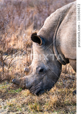 Rhinoceros in a private reserve in Kruger park in South Africa Rhinoceros in a private reserve in Kruger park in South Africa 108360872
