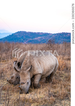 Rhinoceros in a private reserve in Kruger park in South Africa Rhinoceros in a private reserve in Kruger park in South Africa 108360876