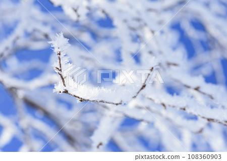 hoarfrost on a tree branch hoarfrost on a tree branch 108360903