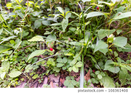 snake strawberry 108361408