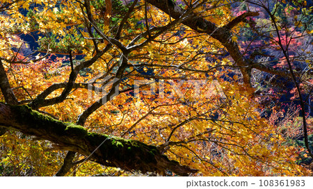 Forest trees with autumn leaves visible in the mountains of Shikoku 108361983