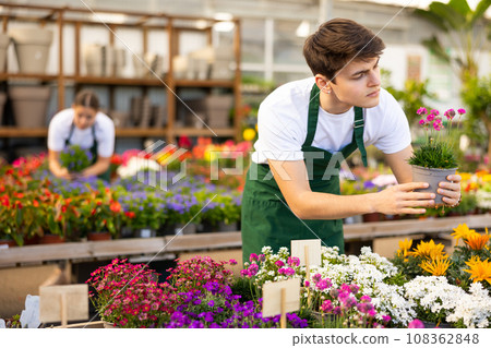 Young garden market salesman checking blooming Armeria maritima Young garden market salesman checking blooming Armeria maritima 108362848