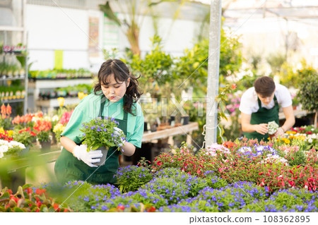Young Asian female florist inspecting blooming Lobelia erinus in greenhouse 108362895