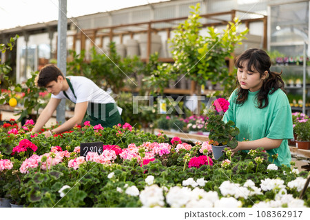 Young Asian girl choosing potted geraniums in garden store Young Asian girl choosing potted geraniums in garden store 108362917