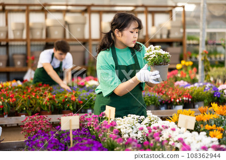 Focused young Asian female worker gardening in glasshouse, checking Iberis Sempervirens plant in pot Focused young Asian female worker gardening in glasshouse, checking Iberis Sempervirens plant in pot 108362944