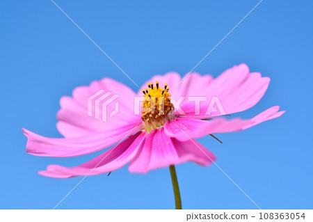 開花在秋季天氣的波斯菊 108363054