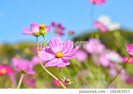 Cosmos blooming in the autumnal weather Cosmos blooming in the autumnal weather 108363057