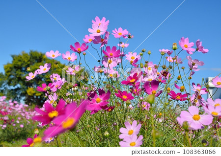 開花在秋季天氣的波斯菊 108363066