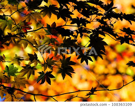 光與影秋葉 108363109