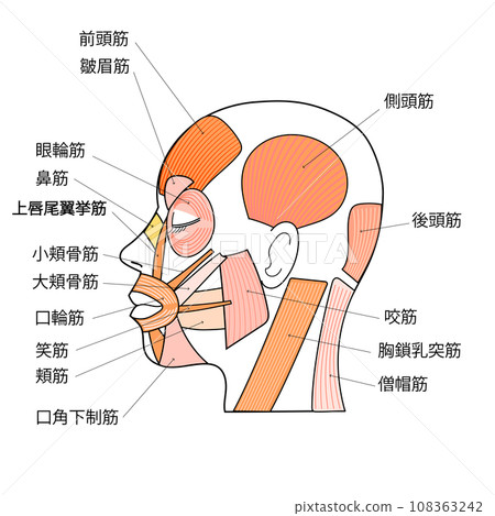 臉部肌肉圖解、輪廓、各部位名稱 108363242