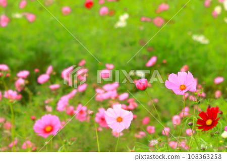 明亮的波斯菊花簇 108363258