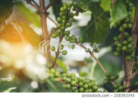 Green coffee bean berry plant fresh raw seed coffee tree growth in eco organic farm. Close up Green seed berries harvest arabica coffee garden. Fresh coffee bean green leaf bush ecology berry plant 108363345