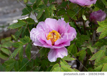 Herbal medicine raw material Paeonia suffruticosa Herbal medicine name: Botanpi (peony skin) 108363486