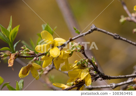 連翹、連翹 草藥原料:連翹 收錄於日本藥典 連翹、連翹 草藥原料:連翹 收錄於日本藥典 108363491