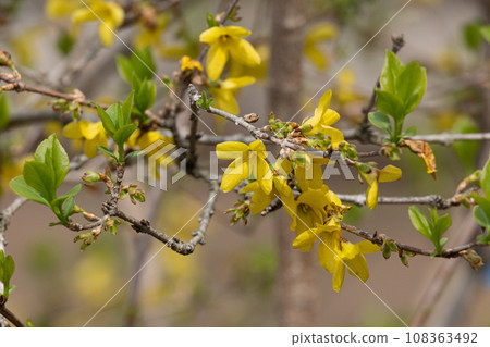 Forsythia, Forsythia suspensa Herbal medicine raw material: Forsythia Listed in the Japanese Pharmacopoeia 108363492