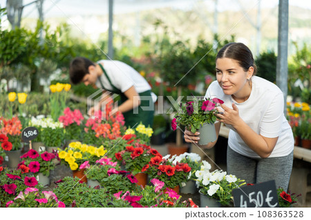 Young girl choosing blooming potted petunias in garden store Young girl choosing blooming potted petunias in garden store 108363528