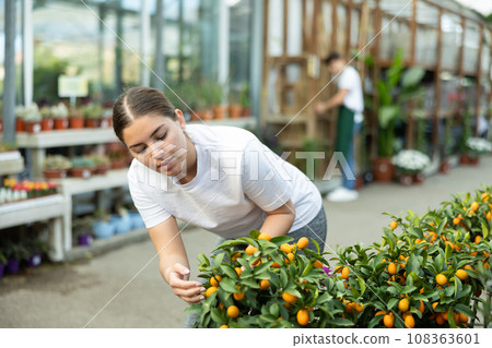 Positive young woman in casual wear checking potted Kumquat tree while buying plants for orchard in garden center 108363601
