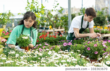 flower supermarket worker examines shelf of Argenantemum to detect problematic plants 108363670