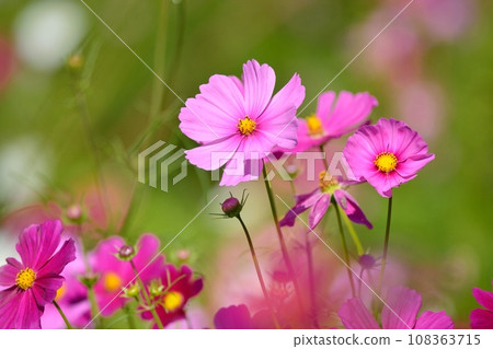 開花在秋季天氣的波斯菊 108363715