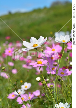 開花在秋季天氣的波斯菊 108363772